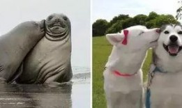 海豹07最新爆料,最新军事动态与战略布局深度解析